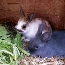 Tiere auf dem Bauernhof - Langbruckgut