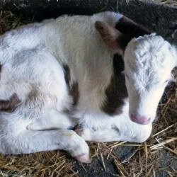 Tiere auf dem Bauernhof - Langbruckgut