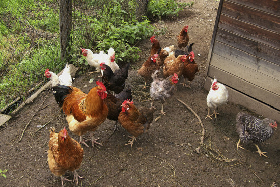 Tiere auf dem Bauernhof - Langbruckgut