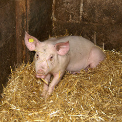 Tiere auf dem Bauernhof - Langbruckgut