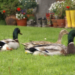 Tiere auf dem Bauernhof - Langbruckgut